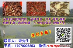<b>湖南省永州市淡水虾苗批发！淡水虾苗批发市场</b>