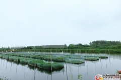 农民网箱养鳝年入十多万终圆脱贫梦！，