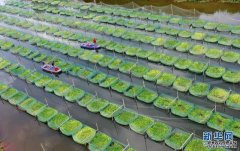 网箱养殖模式湖南衡阳：网箱养殖助农增