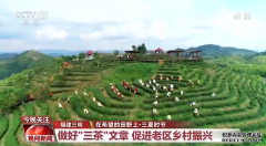 绿叶变金叶！福建三明做好“三茶”文章