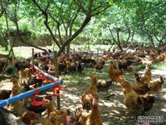 小型养殖什么最赚钱这些养殖项目投资小
