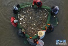水产养殖图片大全“中秋”蟹肥虾鲜鱼香