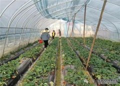 <b>【新春走基层】贵池：特色产业“遍地开花” 乡</b>