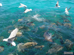 <b>【世界海洋日】现代海水养殖模式——在海洋中</b>