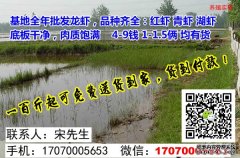 <b>乐东淡水虾苗批发—淡水虾苗批发养殖</b>