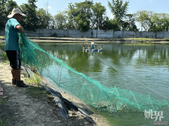 余姚马渚镇：青丰水产养殖场南美白对虾