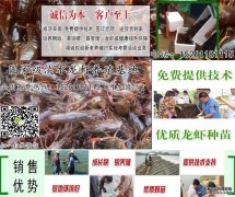 大丰市淡水虾苗价格，淡水虾苗价格一览表