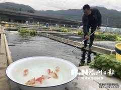 福州观赏鱼批发福州金鱼今春产值同比增
