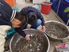 5万只蟹宝宝在曲靖沿江水产养殖基地“安