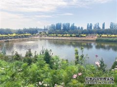 贺兰县：走上农作物优质高产水资源高效