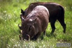 特种养殖 让农民赚钱也可以这么容易20
