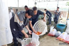 德阳绵竹：观赏鱼养殖成为农民增收致富