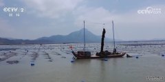 “互联网+渔业”优势逐渐显现 福建宁德