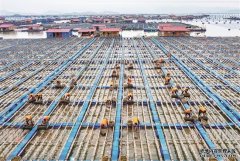 宁德霞浦：一根小海参 串起百亿链—宁德