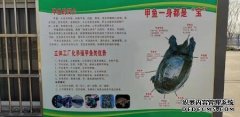 甲鱼养殖技术甲鱼养殖：投资成本低创新