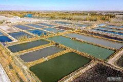 新疆巴州：电力助推博湖水产走俏市场