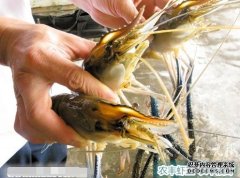 农丰虾王沼虾养殖技术领先 易养殖生长快