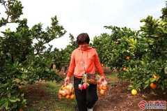 乡村行·看振兴 三明明溪沙溪乡：甘蔗喜
