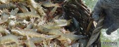 水产养殖利润高的项目有哪些淡水虾类备