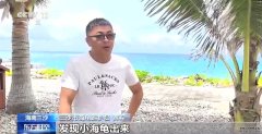 又迎繁殖季 他们24小时监测保护海龟宝宝