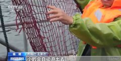 福建水产养殖基地一条鱼的养殖攻略是啥
