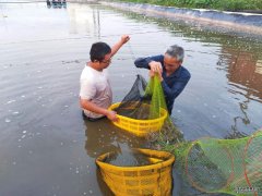 试养成功！资阳市面积最大的南美白对虾