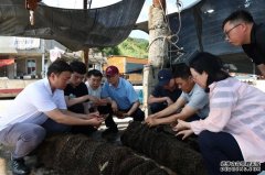“蓬莱红3号”扇贝在福建连江试养成功？