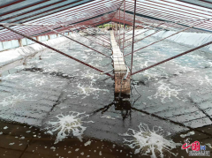 淡水养殖南美白对虾试养成功！资阳安岳