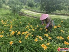 <b>福建三明农业三明沙县南阳乡：两岸融合绘就乡</b>
