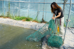 最暴利的水产养殖临河区：大棚养对虾