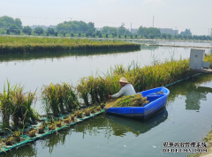 水厂养殖肥西：“浮床水稻”种出新丰收