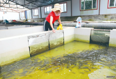 淡水养殖什么最好阿尔山：生态冷水鱼游