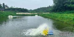 淡水虾怎么养殖广安市武胜县“基围虾”