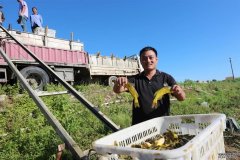 鄂北岗地育黄颡养锦鲤枣阳90后小伙特色