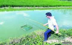全市小龙虾养殖面积超100万亩，水产养殖