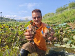 安康汉阴：澳洲“移民”淡水龙虾抢“鲜