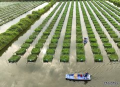 水产养殖图片大全湖南衡阳：特色养殖助