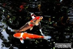 淡水鱼的种类那么多哪种淡水鱼最好养，