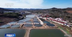 适合淡水养殖的鱼类鱼在岸上养、胖鱼要