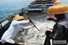 网箱养鱼深水网箱养殖：南海渔民的“新