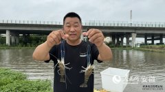 安徽无为：稻熟虾肥好“丰”光_淡水虾怎