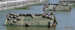 农村适合养什么水产淡水虾、甲鱼、泥鳅