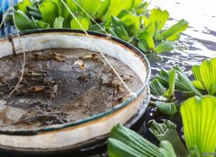 <b>“淡水虾王”在青藏高原成功养殖？养殖淡水虾</b>