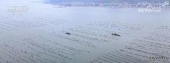 海产养殖步入收获季 海上牧场喜迎丰年盛